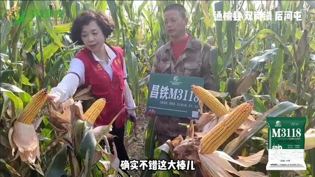 昌铁M3118通榆县双岗镇后河屯农户反馈