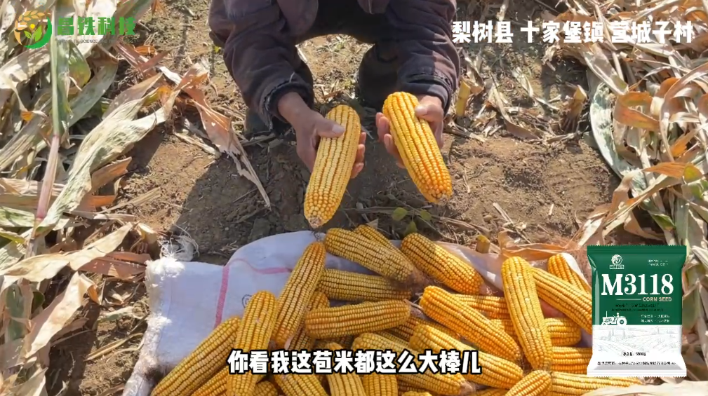 昌铁M3118梨树县十家堡镇营城子村农户反馈
