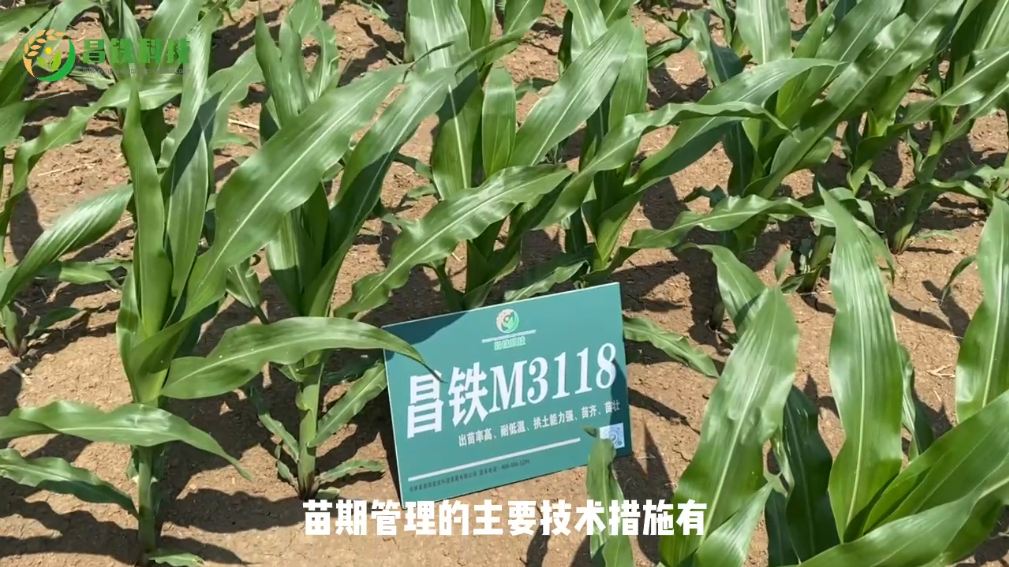 昌铁M3118苗期管理