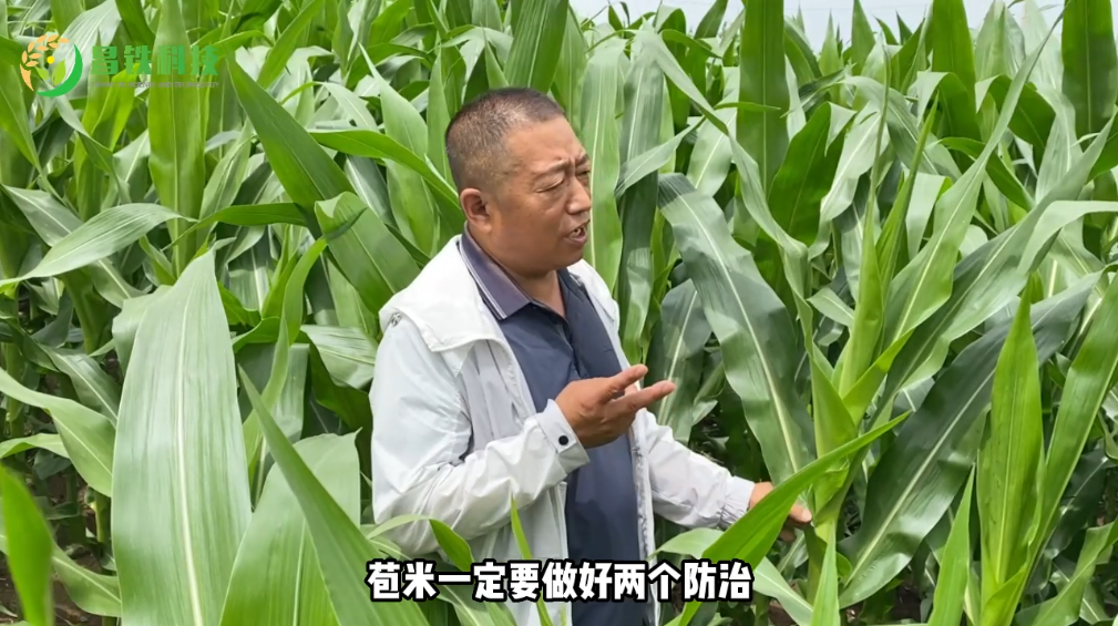 昌铁M3118大喇叭口期防治工作