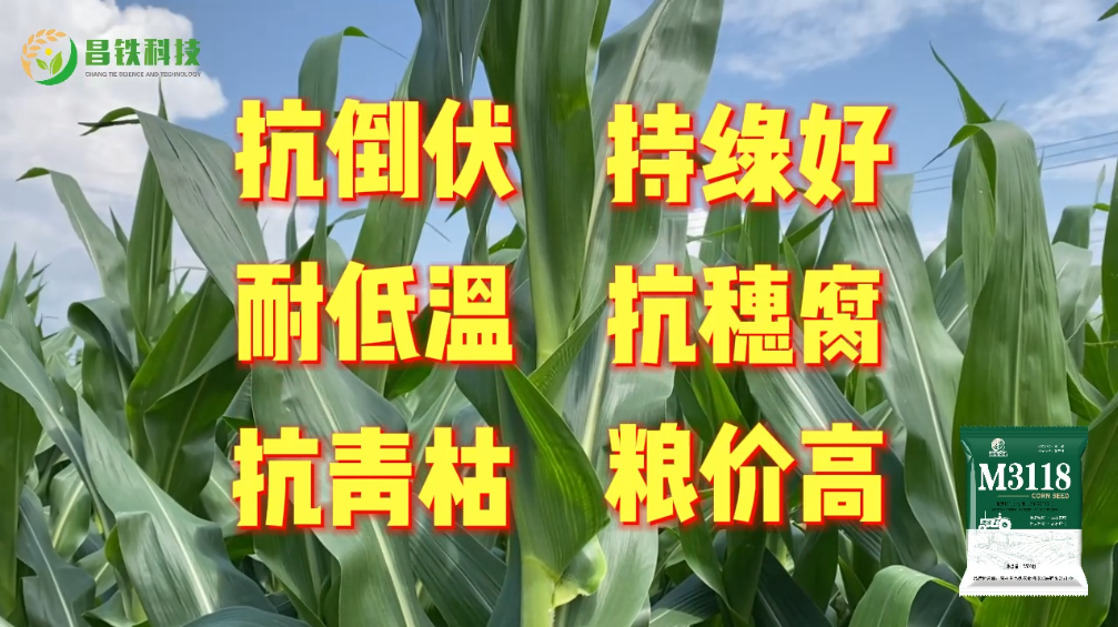 昌铁M3118田间表现六大优势