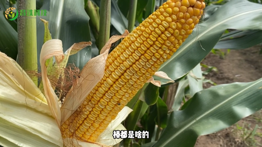 昌铁M3118田间表现